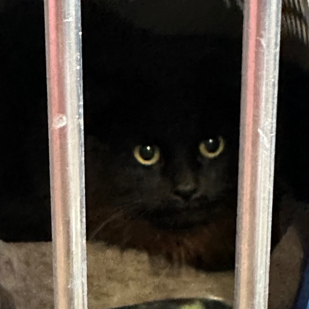 Dragoste, an adoptable Domestic Long Hair in Virginia, MN, 55792 | Photo Image 1