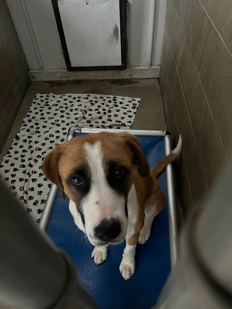 Brewer, an adoptable Saint Bernard, Mixed Breed in Virginia, MN, 55792 | Photo Image 1
