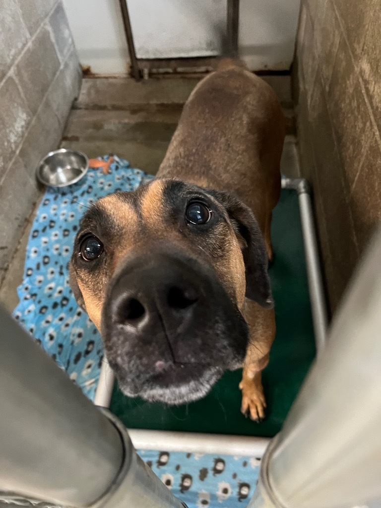 Rainy, an adoptable Shepherd, Mixed Breed in Virginia, MN, 55792 | Photo Image 1