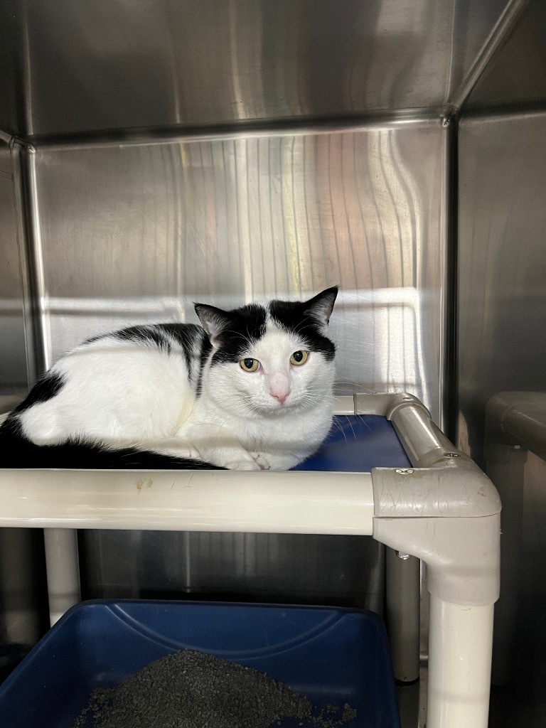 Seymour, an adoptable Domestic Short Hair in Virginia, MN, 55792 | Photo Image 1