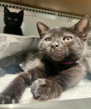 EVE Domestic Short Hair Cat