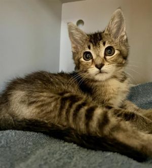 MINNIE Domestic Short Hair Cat