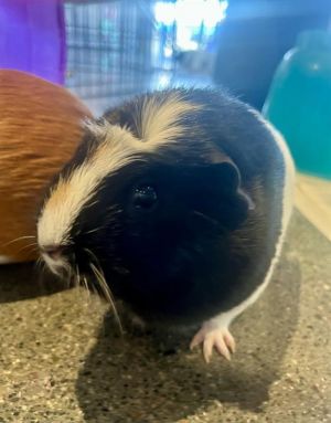 Poppy  Millie are a piggie pair of unparalleled cuteness These girls were found abandoned together