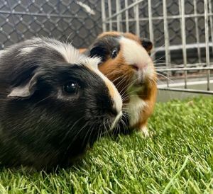 MILLIE Guinea Pig Small & Furry