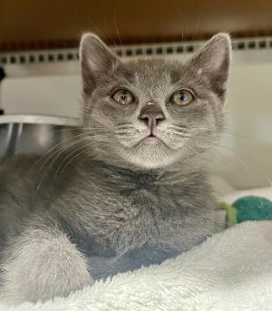 ERIC Domestic Short Hair Cat