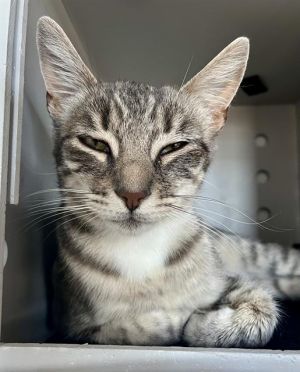 TRUDY Domestic Short Hair Cat