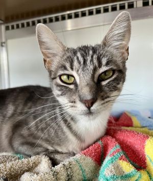 TRUDY Domestic Short Hair Cat