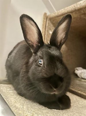 Sadie Sadie such a pretty little lady This petite bun is a real sweetheart who loves spending tim