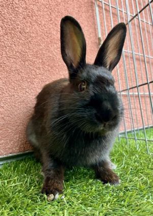 Sadie Sadie such a pretty little lady This petite bun is a real sweetheart who loves spending tim