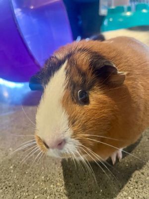 Poppy  Millie are a piggie pair of unparalleled cuteness These girls were found abandoned together
