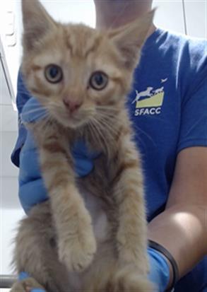 OLD BAY Domestic Short Hair Cat
