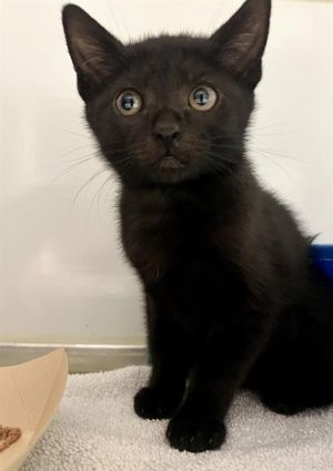 ESME Domestic Short Hair Cat