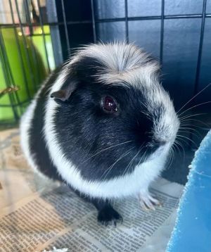 C-3PO Guinea Pig Small & Furry