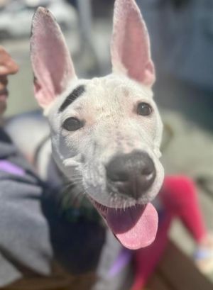 Pixel is a teeny tiny pocket pooch with the best ears in town This little lady was found wandering 