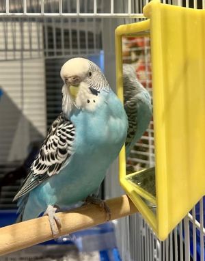 TACO Parakeet (Other) Bird