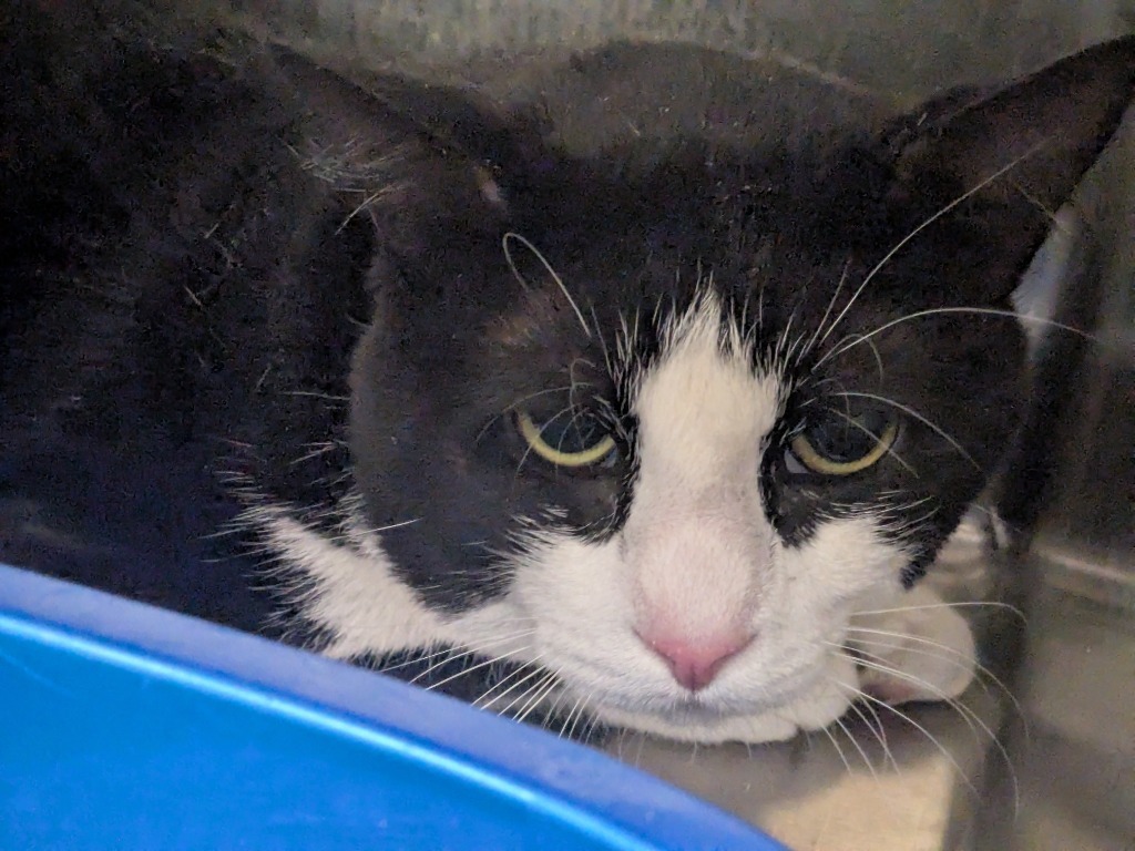 Leo