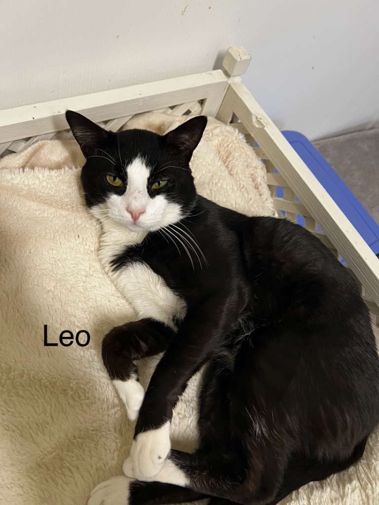 Leo