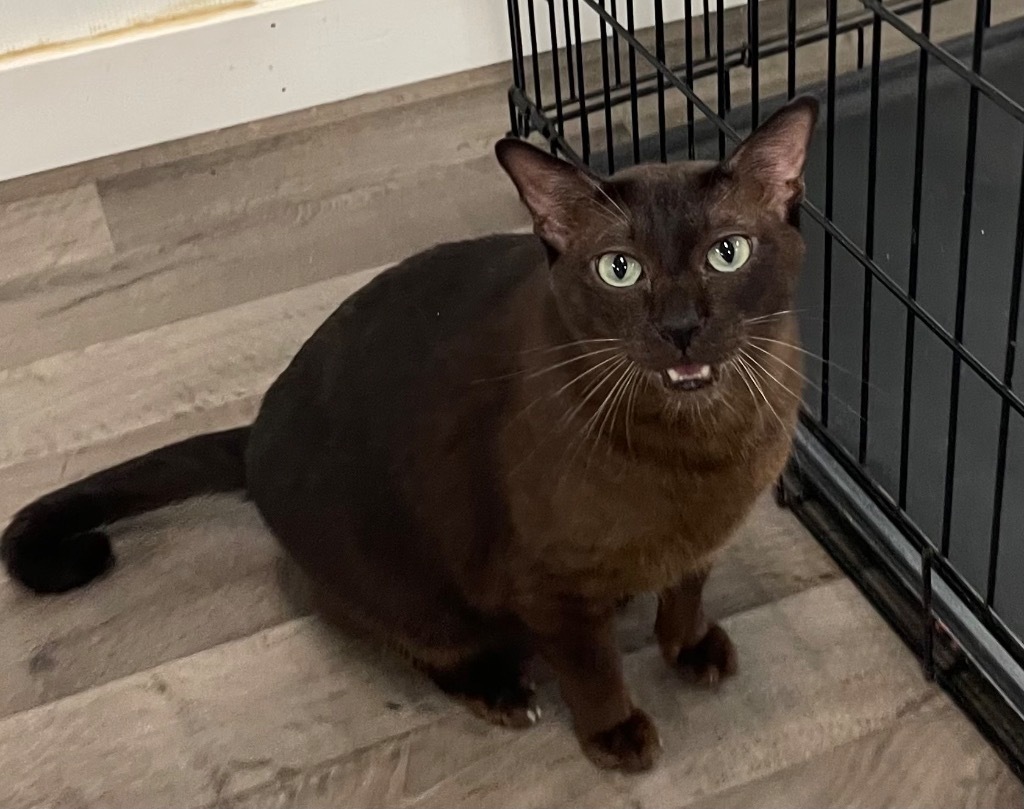 Yoshi, an adoptable Burmese in Meriden, CT, 06451 | Photo Image 1