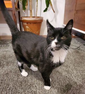 Akela Domestic Short Hair Cat