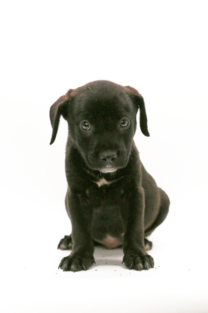 Chocolate Chip