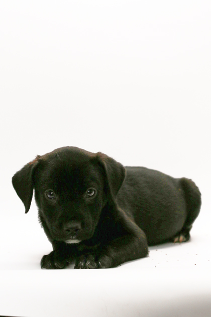 Chocolate Chip