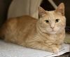 Odie photo 1