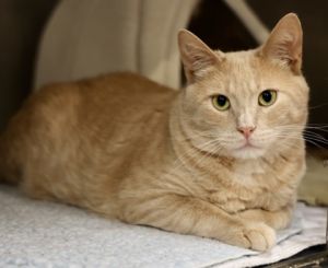 Odie, Young Male unknown