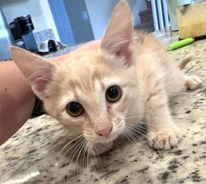 Creamsicle*, Baby Male unknown