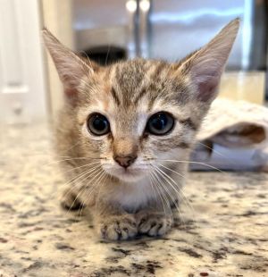 Cupcake*, Baby Female unknown