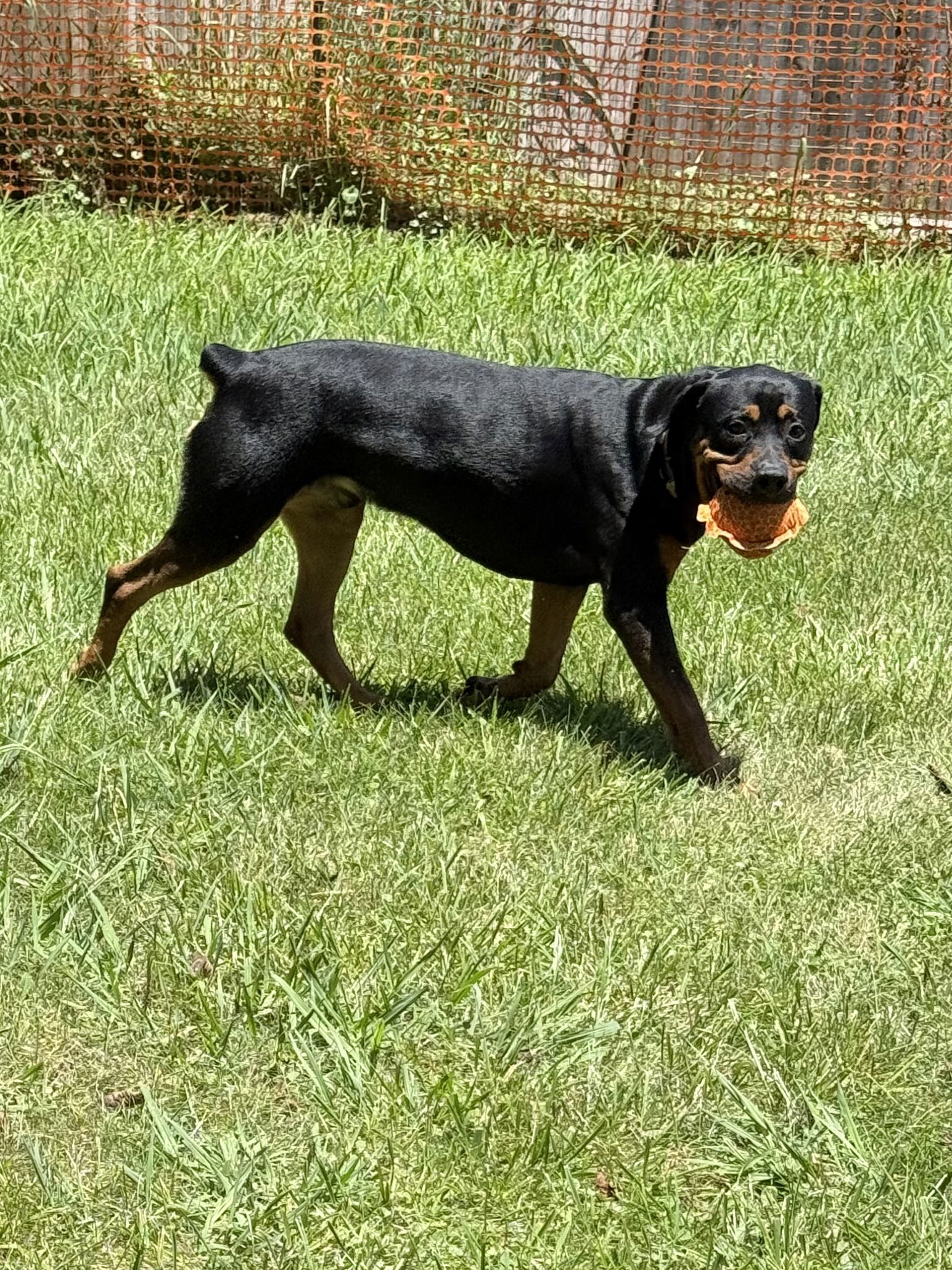 Ryder