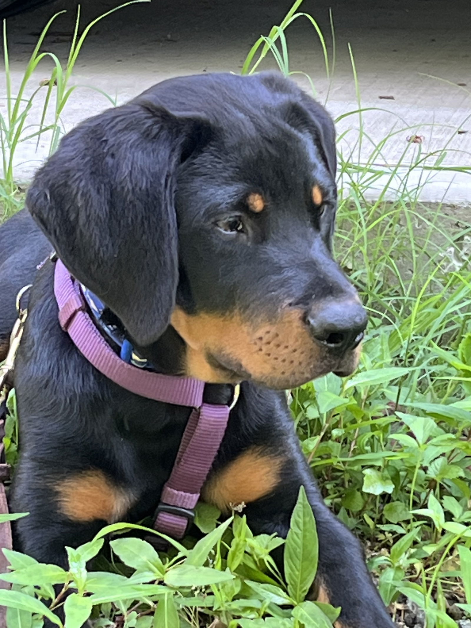 Auggie