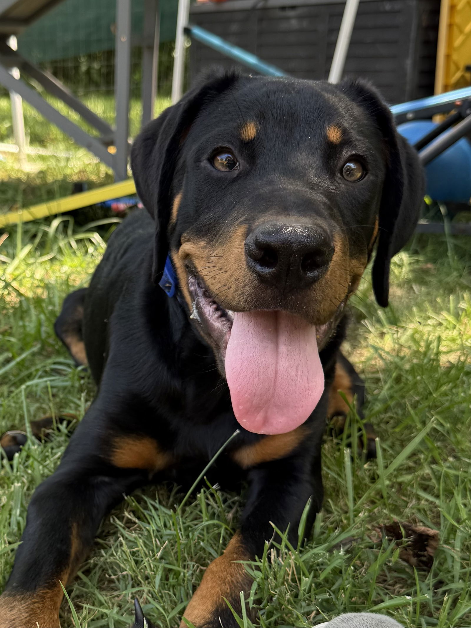 Auggie