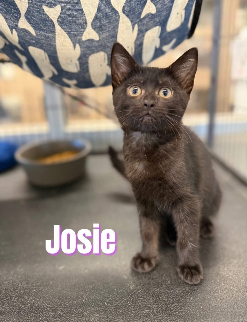 Josie
