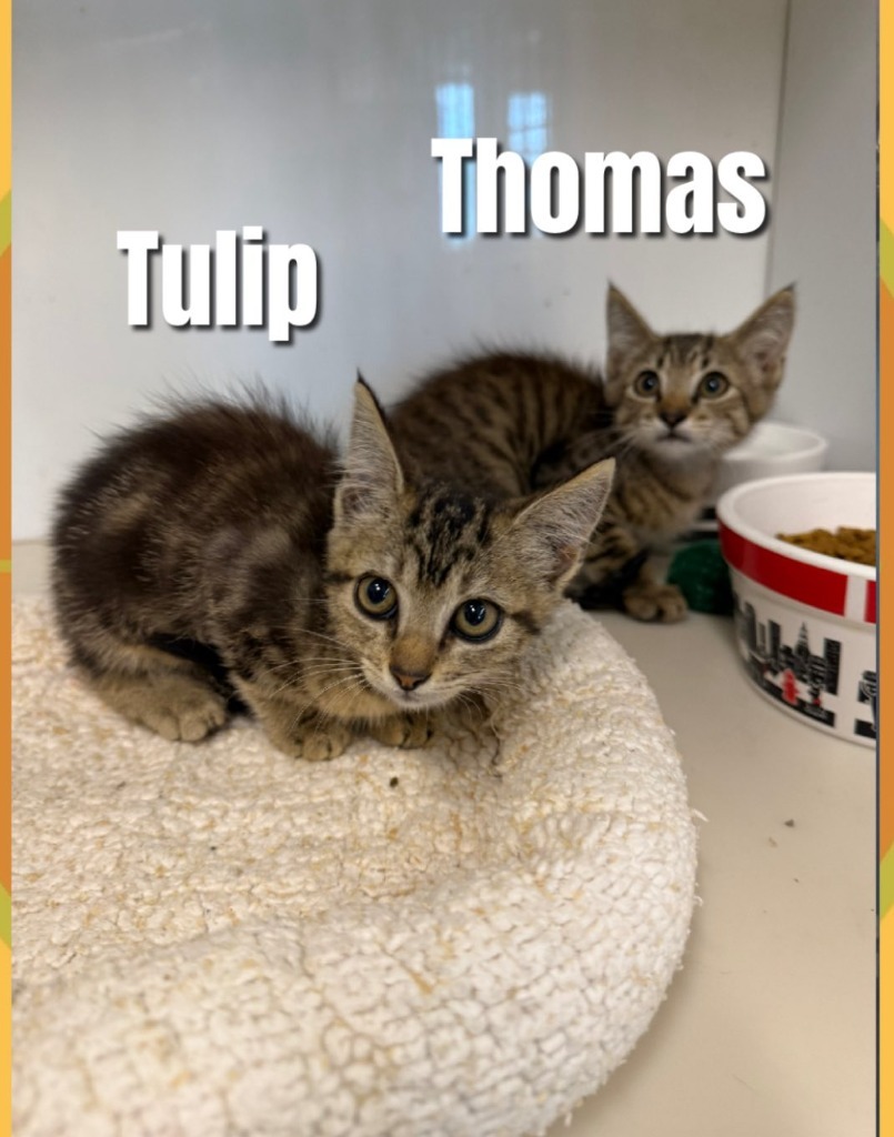 Tulip