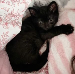 Stitch Domestic Short Hair Cat