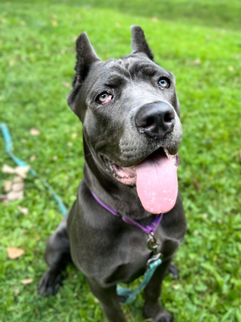 Lucille