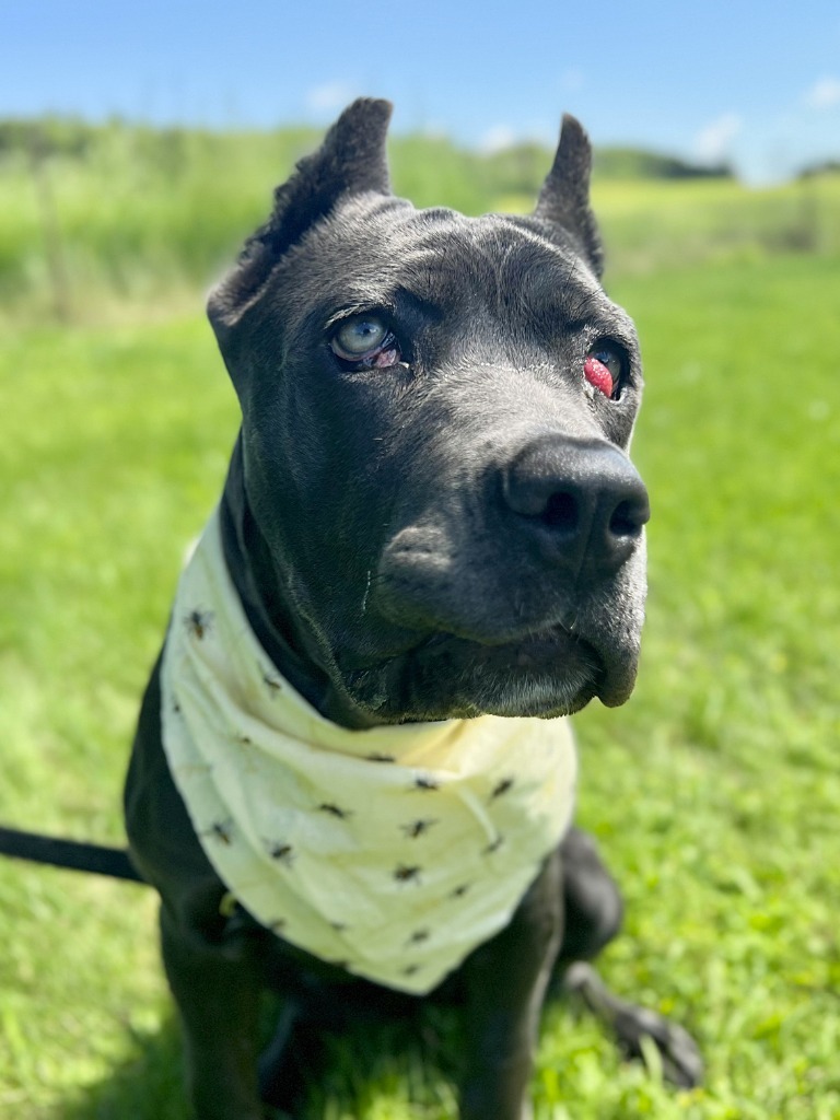 Lucille