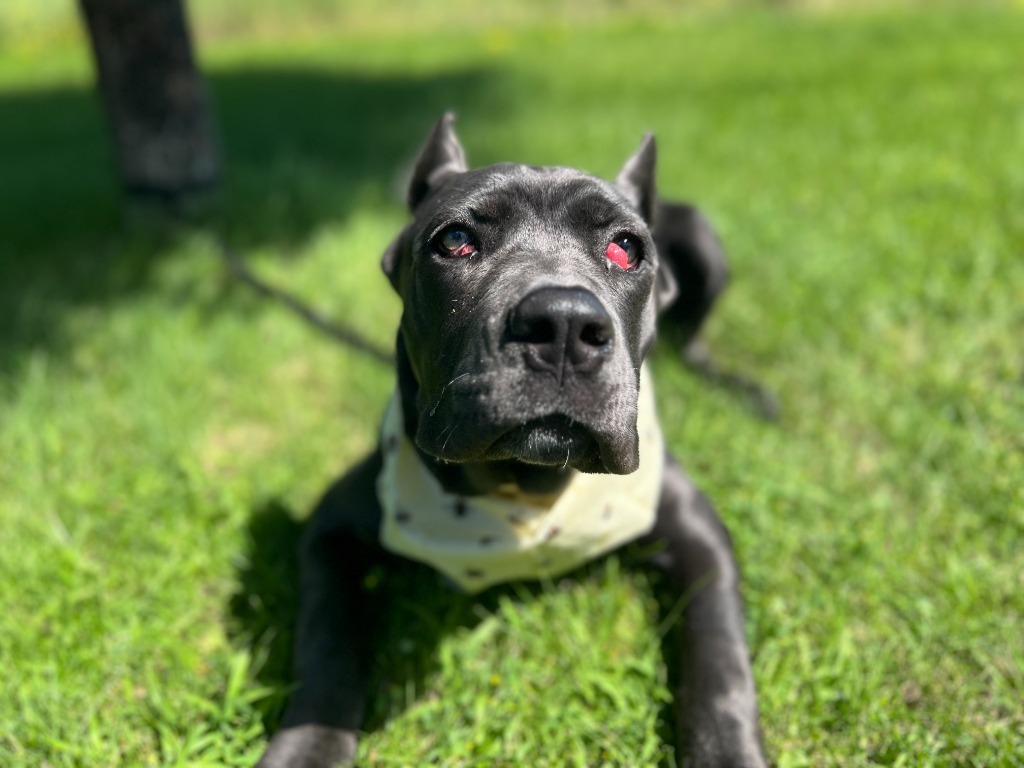 Lucille