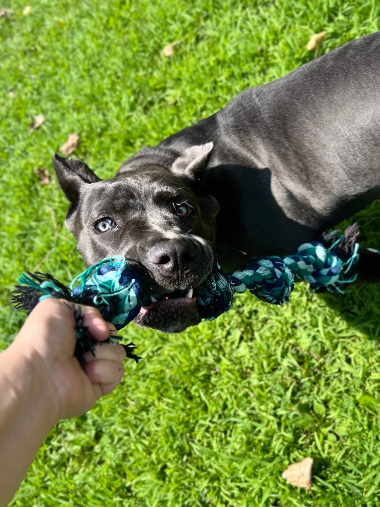 Lucille