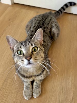 Gerber is 1 year old and will be your best friend and closest snuggler He will follow you around th