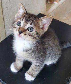 Do you love a snuggly quick-to-purr toe-loving soccer-playing kitty If you are home most of the 