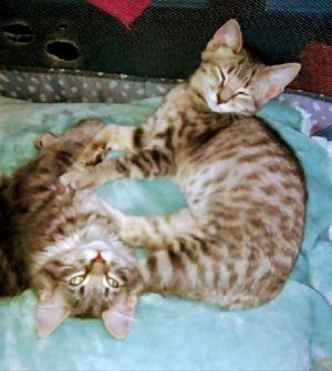 These two were born in mid-April and are the perfect dynamic duo  Darby is the handsome gray and wh