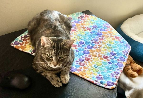 Ladybird thumbnail 5