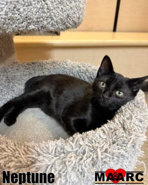 Neptune Domestic Short Hair Cat