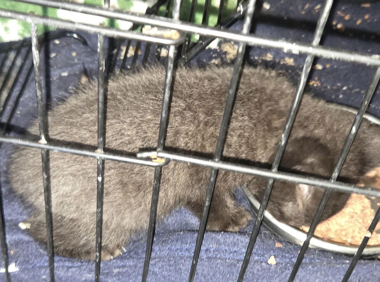 Snuggles ( nd)