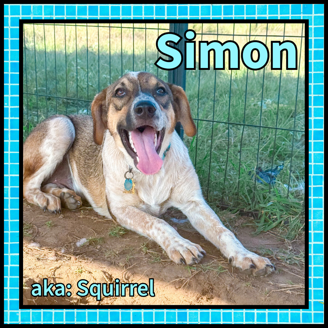 Simon GDP
