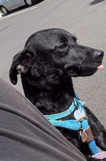 Sweetness, an adoptable Terrier, Mixed Breed in Honolulu, HI, 96826 | Photo Image 1