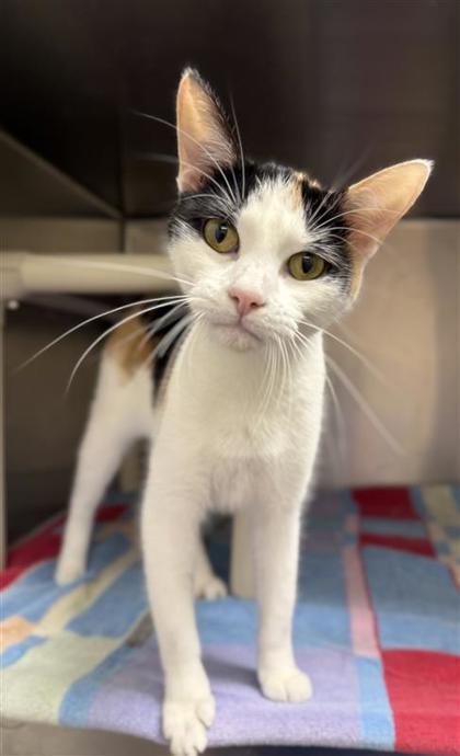 Flora, an adoptable Domestic Short Hair in Hutchinson, KS, 67504 | Photo Image 1