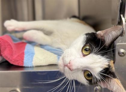 Flora, an adoptable Domestic Short Hair in Hutchinson, KS, 67504 | Photo Image 2
