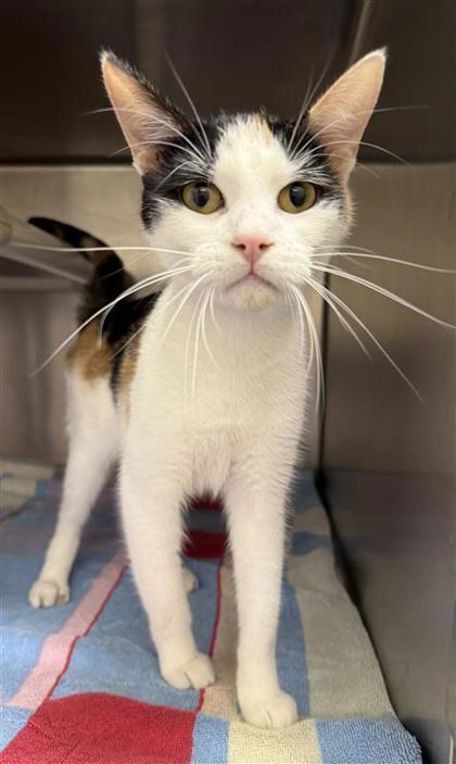 Flora, an adoptable Domestic Short Hair in Hutchinson, KS, 67504 | Photo Image 3
